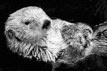 close up of otter