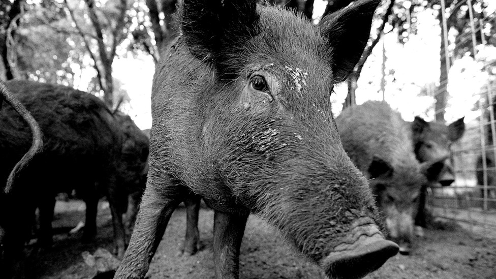 A black-and-white photo of a feral hog.