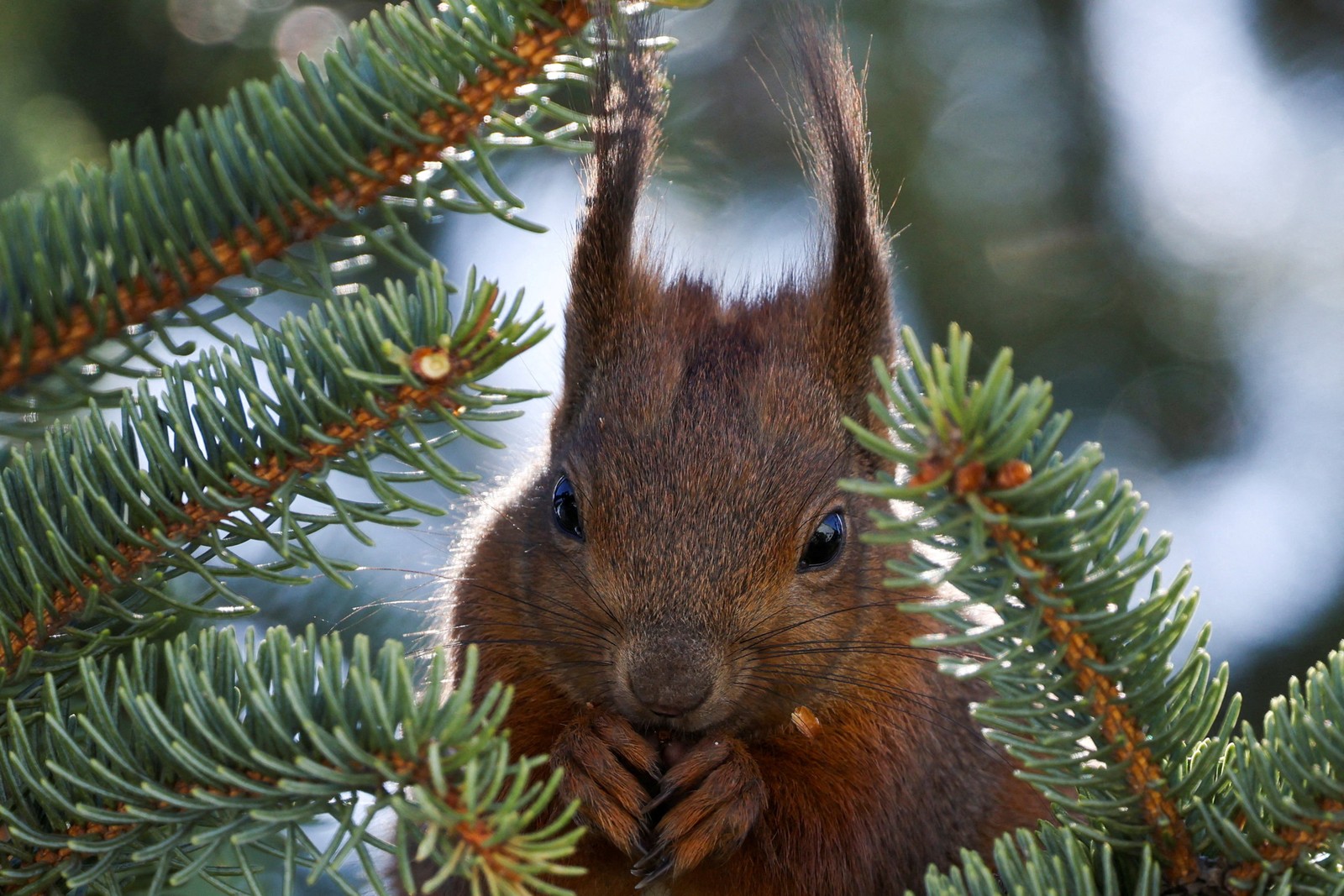 A squirrel munches on pine cones in a park.