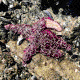 Dead sea star and mussels
