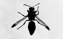 A gray-scale photo of a winged insect from below