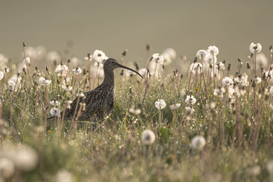 A bird with a long, thin beak walks through a field filled with dandelions.