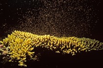 Coral spawning in the sea