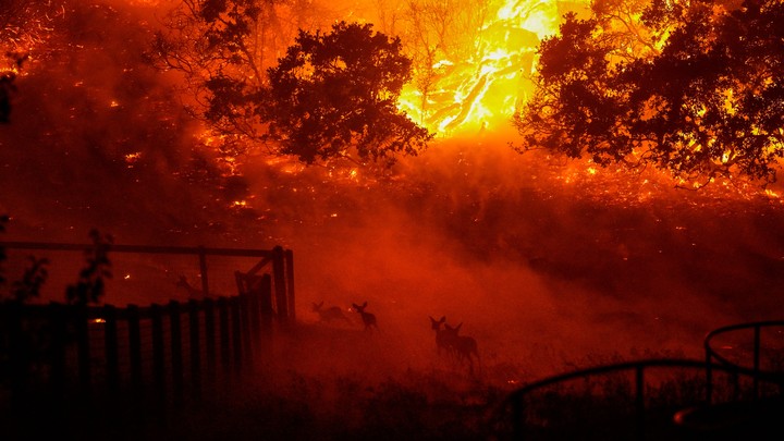 Wildlife runs across a burning tableau