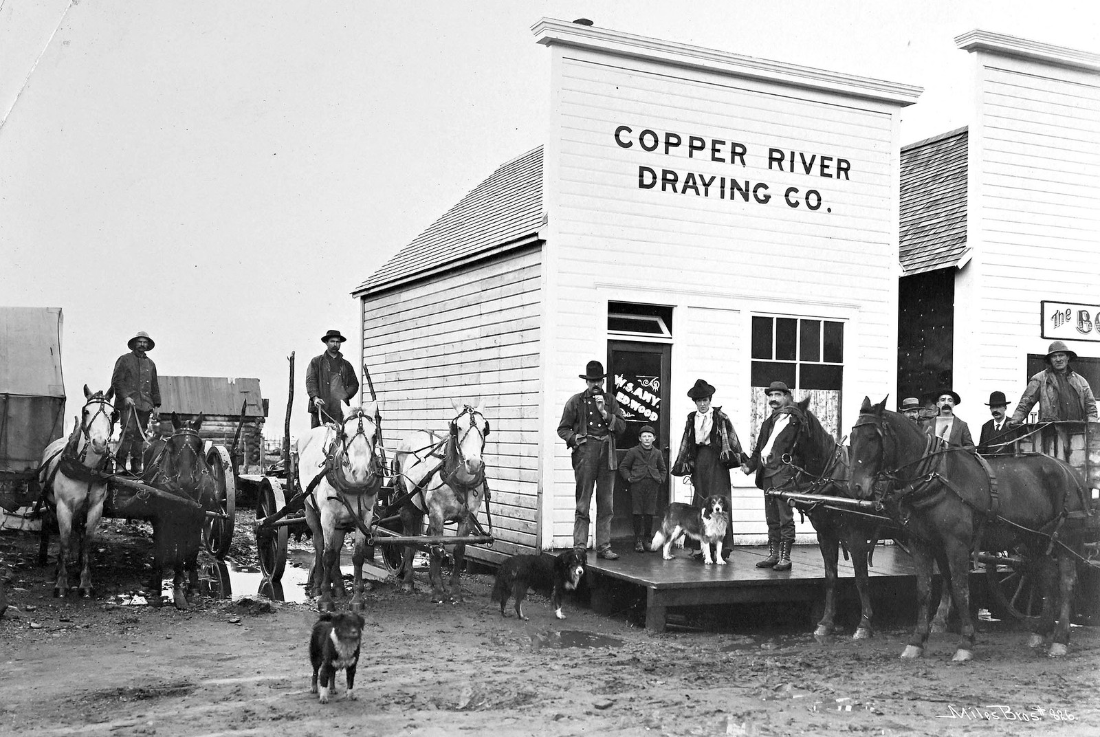 Several drivers stand on carts behind teams of draft horses, outside of the headquarters of a local shipping office named