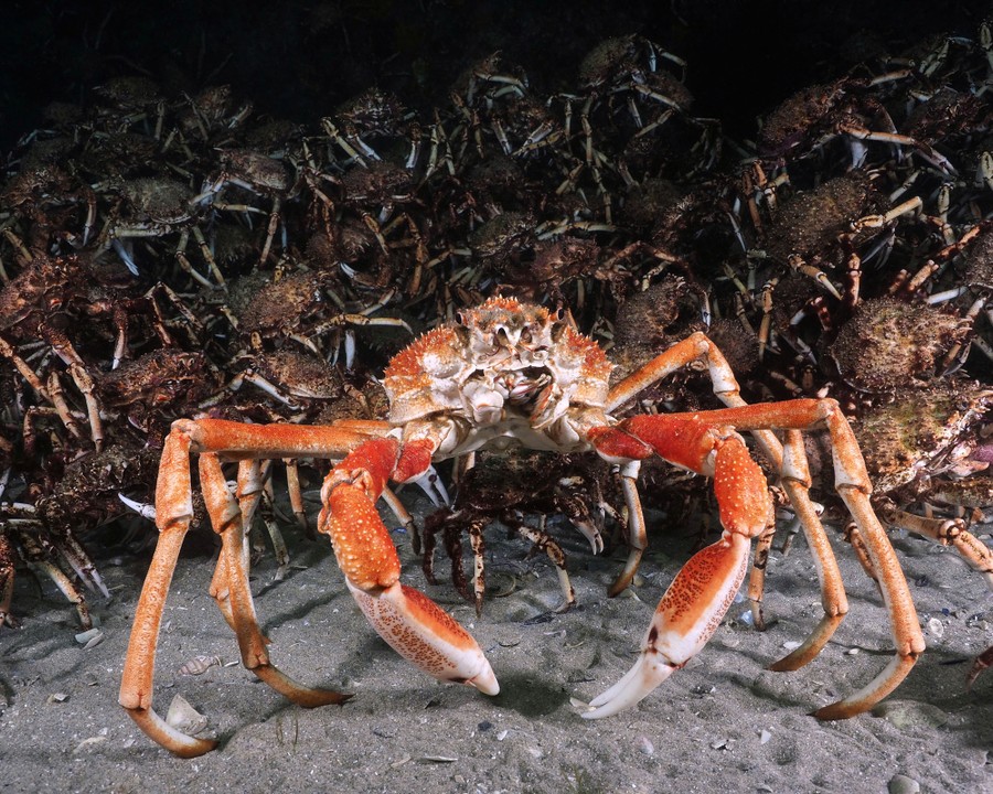 A large crab stands on the sandy sea floor in front of a large cluster of other crabs.
