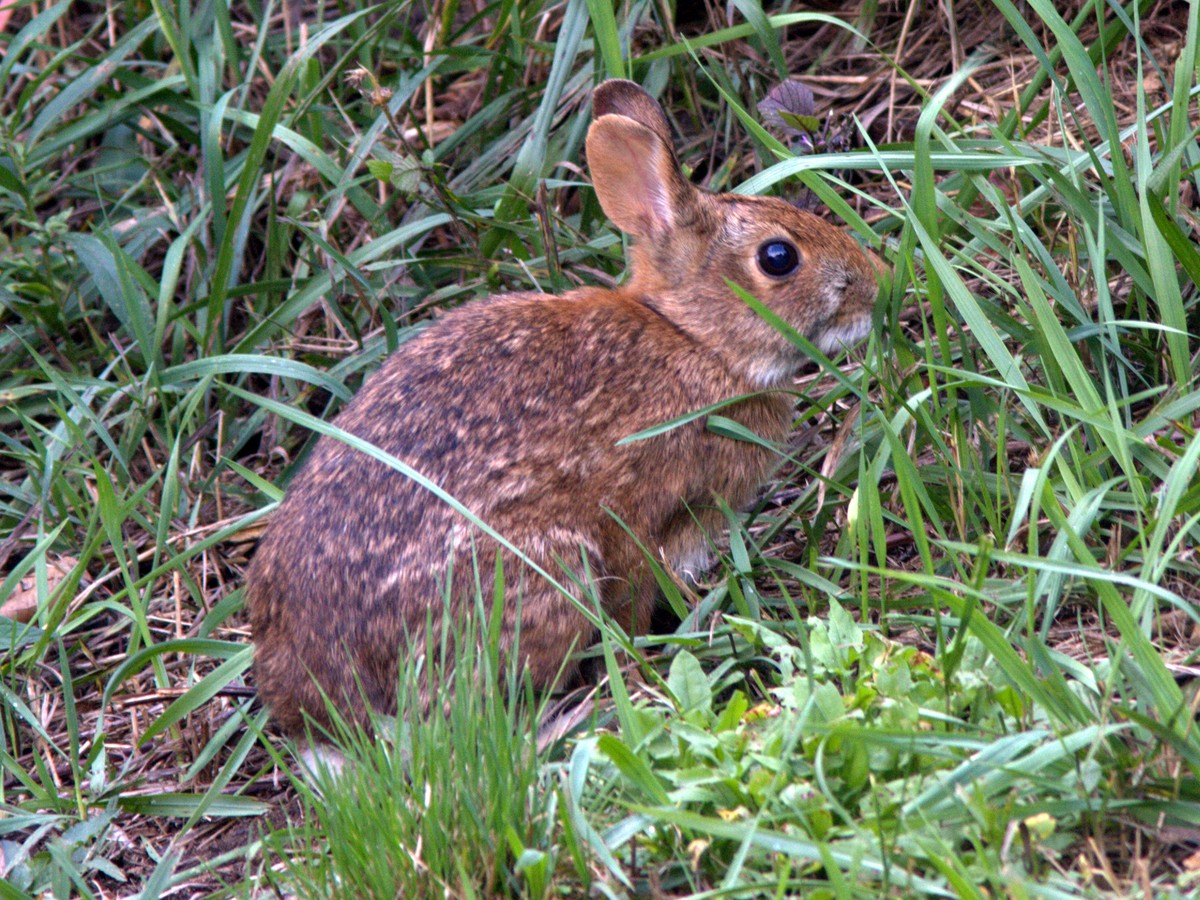 monitoring rabbits population growth