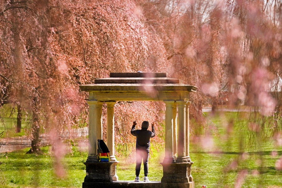 A person standing in a park raises their hands surrounded by flowering trees.