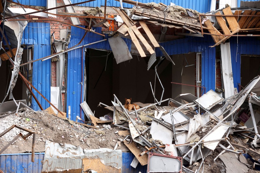 A dog sits inside a destroyed shopping center.