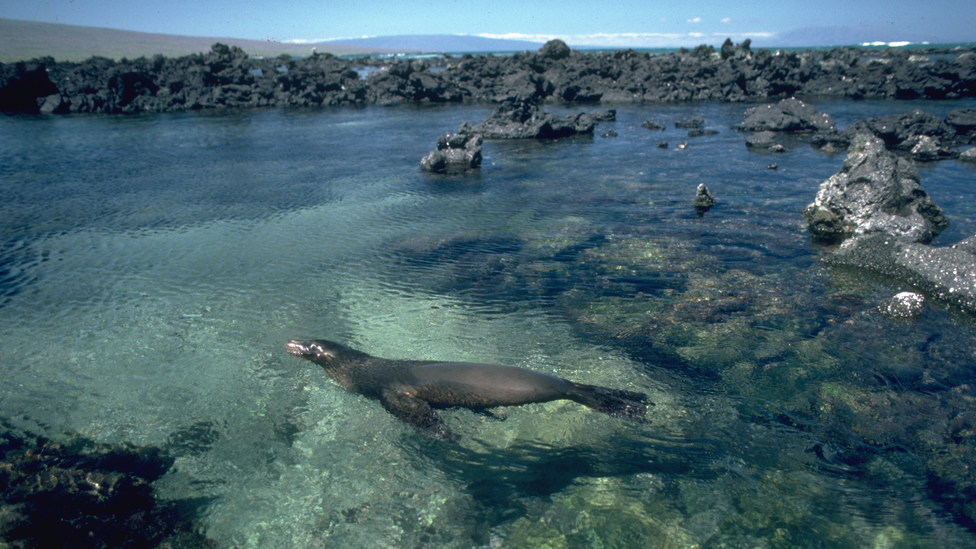 The Galápagos #39 s Secret Weapon Against Climate Change The Atlantic