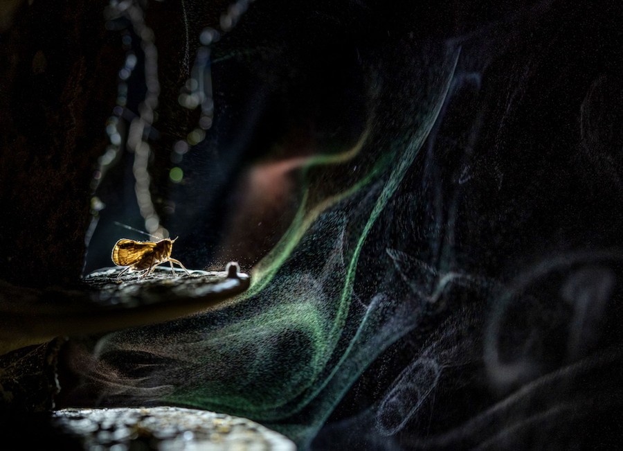 An insect rests on a fungus amid a swirl of spores.