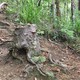 A living kauri stump