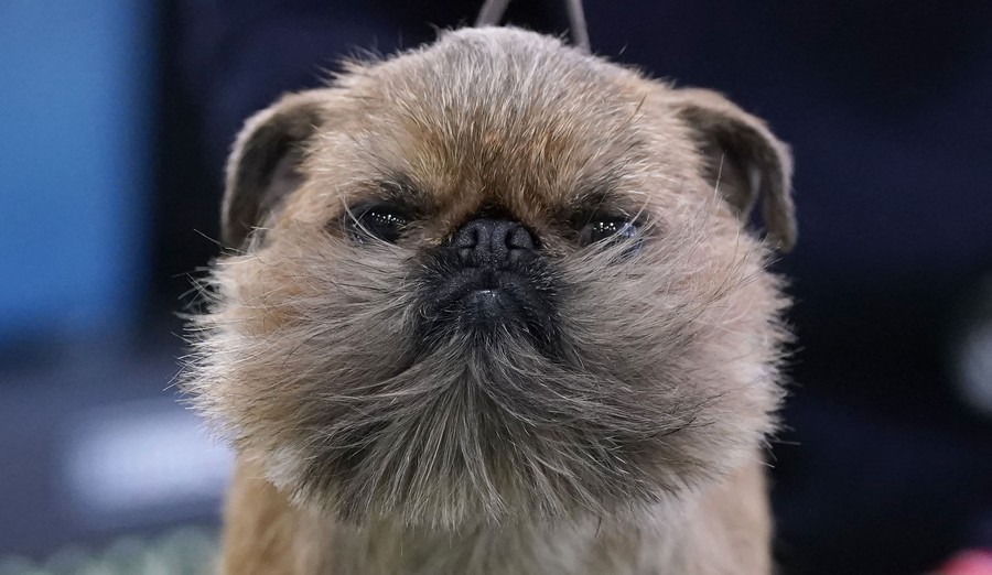 A close view of a small dog's face