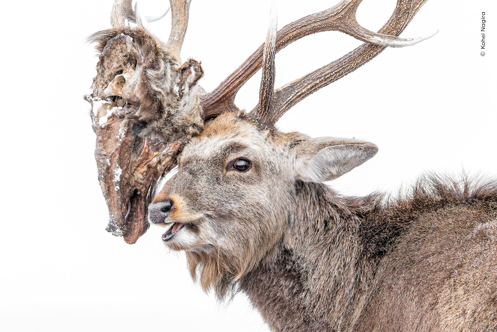 A deer, with the decaying head of another dead deer tangled in its antlers, resting on its forehead