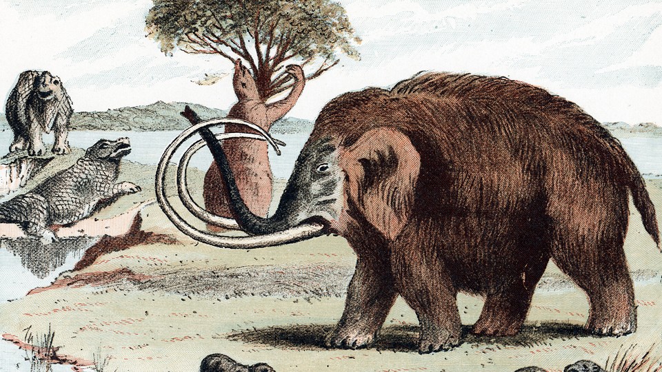 Drawing of woolly mammoth with other Pleistocene animals