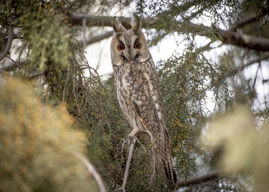 Photos: Superb Owl Sunday VII - The Atlantic