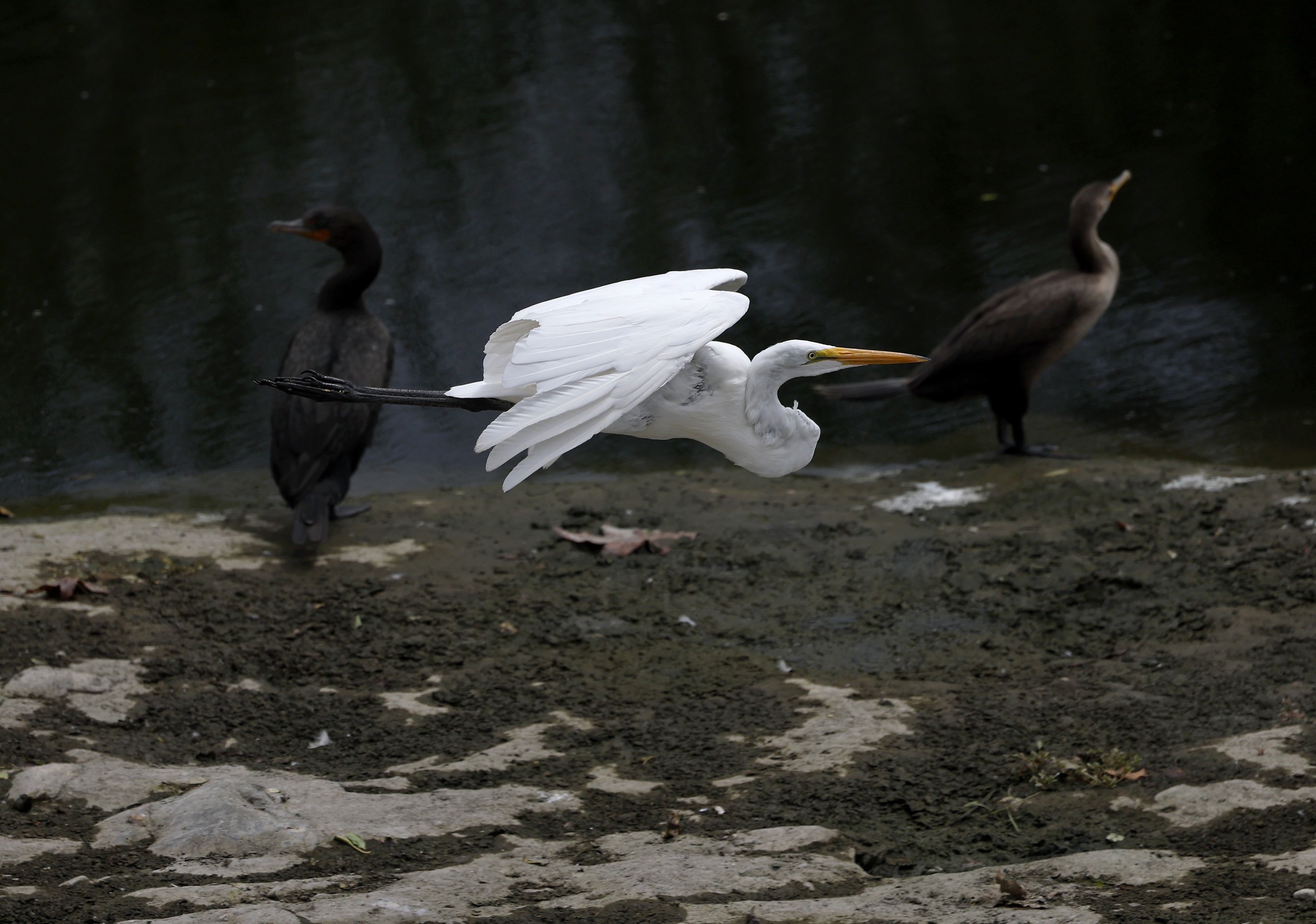 An egret flies past two cormorants on the banks of a river.