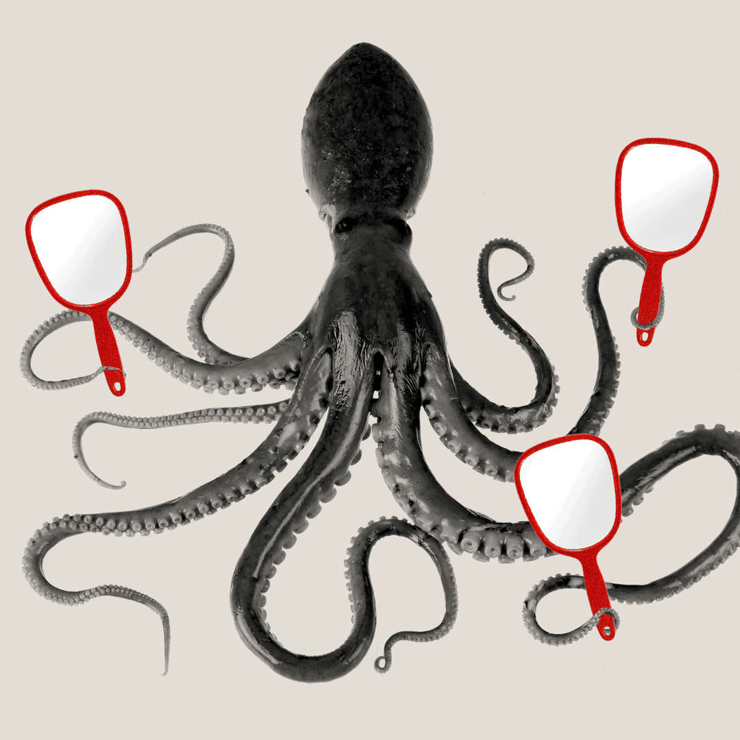 Why Are These Octopuses Throwing Stuff Around? - The Atlantic