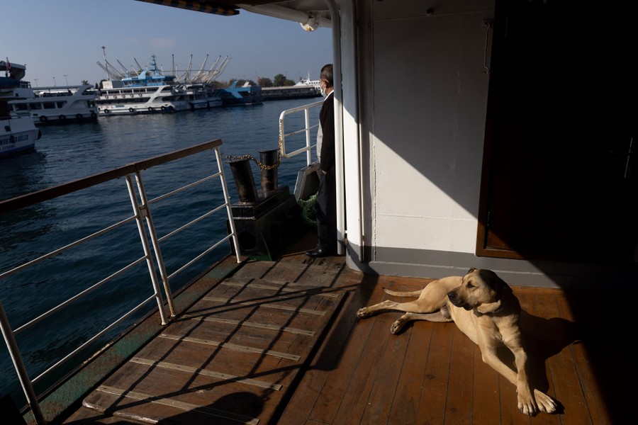 A dog lies in the sun on a ferry deck.