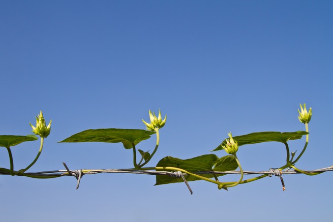 A green vine grows on barbed wire. The background is blue sky. 