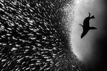 A sea lion hunting sardines, seen from below in black-and-white