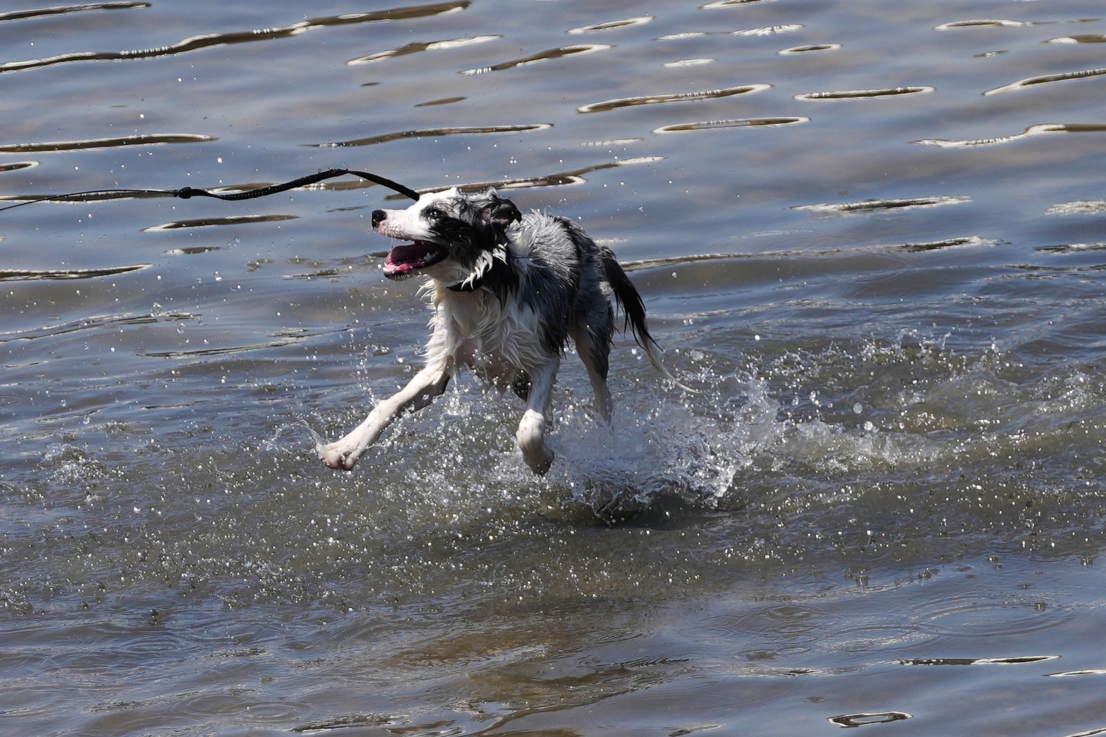 A dog romps through shallow water to cool off.