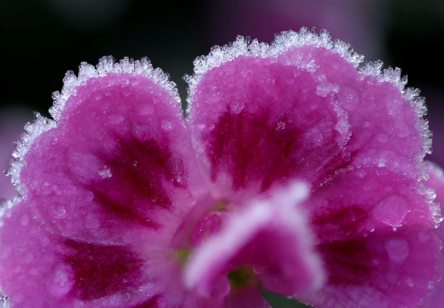 Ice crystals on the petals of a flower