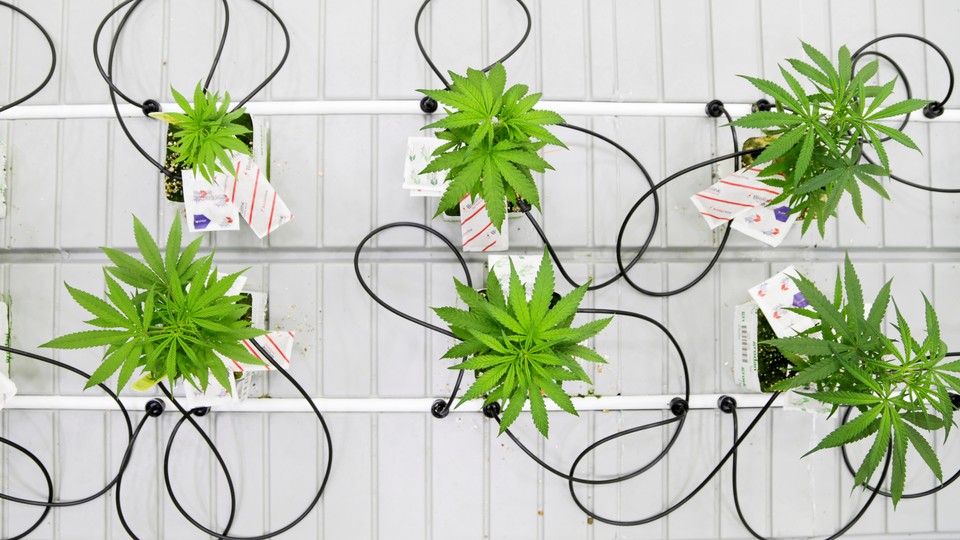 Small marijuana plants grow in a lab at Niagara College in Ontario, Canada.