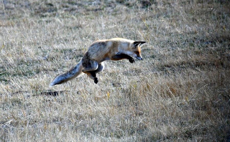 A fox hunts for mice, leaping above a grassy field.