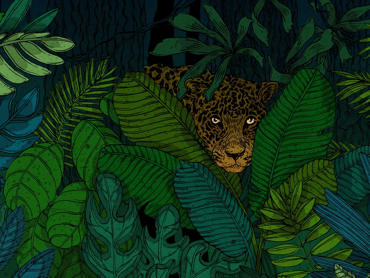 The Jaguar Is Made for the Age of Humans - The Atlantic