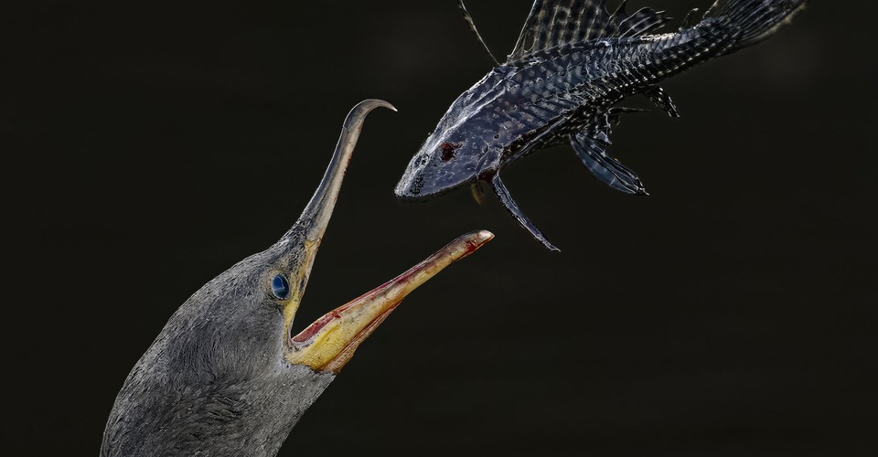 Selections From the 2024 Audubon Photography Awards Top 100