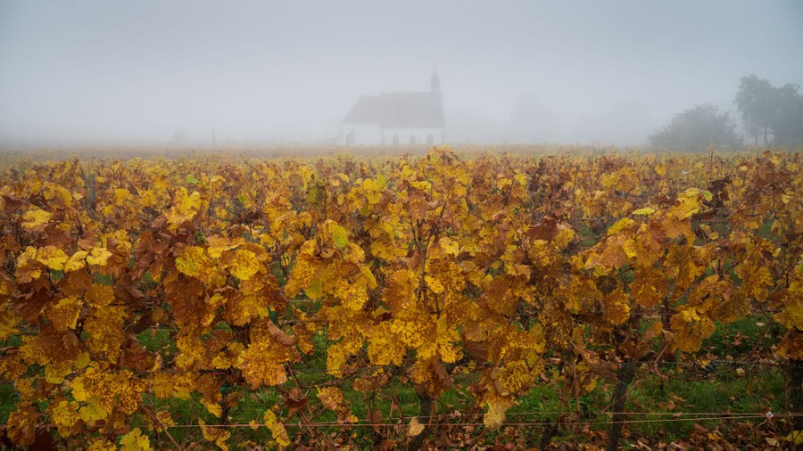 Fog blankets a vineyard and a small chapel.