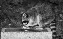 a black-and-white photo of a raccoon eating on the edge of a garbage can