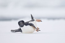 A penguin tips slightly as it toboggans on its belly on snow.