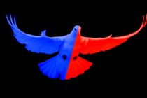 An image of a hawk in red and blue