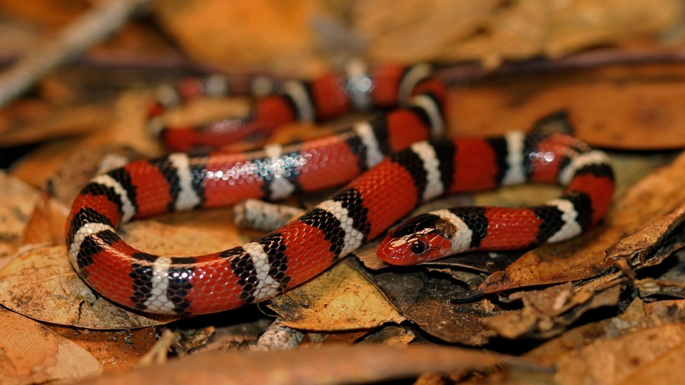 Scarlet kingsnake