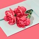 An image of pink carnations tucked in an envelope.
