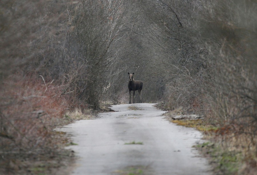 A moose is seen on a dirt road.