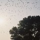 A flock of birds flying above a tree with the sun in the background, in golden hour