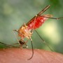 Female mosquito landed on human skin