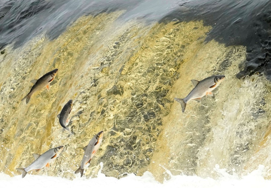 Several fish attempt to jump up a waterfall.