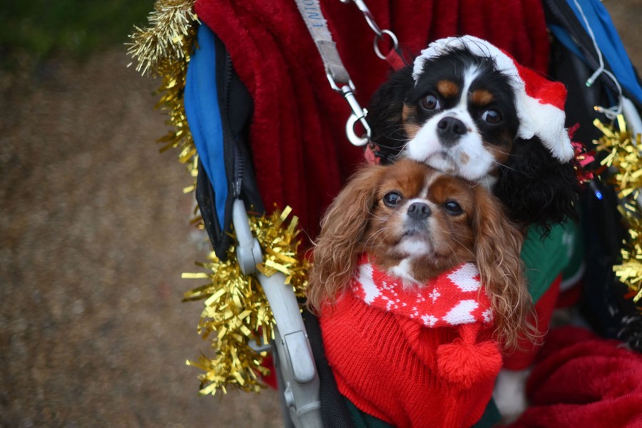 Two small dogs wear Christmas gear while sitting in a stroller.