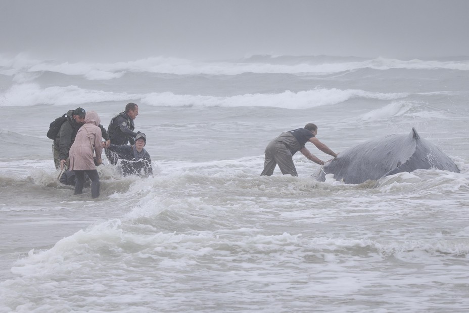 GKS-251116-Humpback-19.jpg
