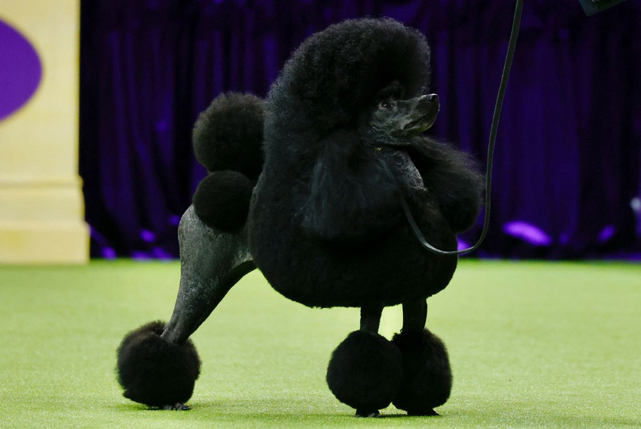 A well-groomed black poodle stands in an arena.