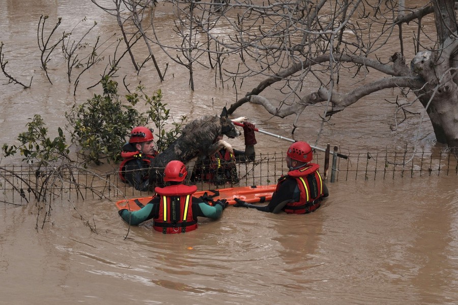 Several rescuers help a stranded dog out of chest-deep floodwater.