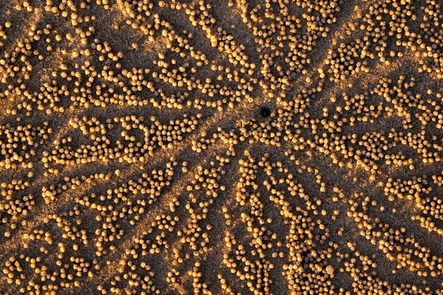 A tiny crab stands amid a network of many paths formed by discarded pellets of sand scattered about.
