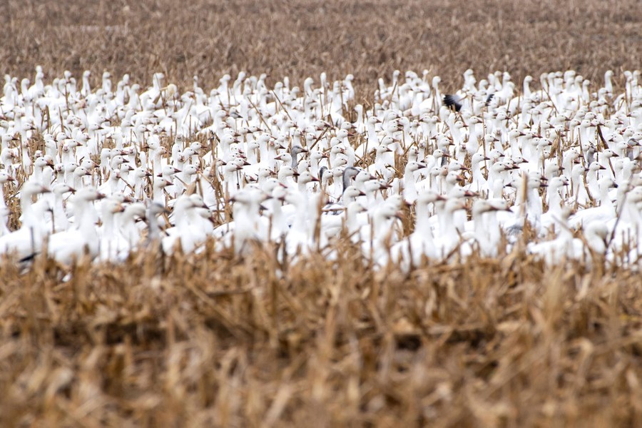 A flock of white geese walks through a farm field in winter.