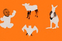 a human baby with a clear face, a baby cow with clear legs, a baby bat with clear legs, a kangaroo with clear arms