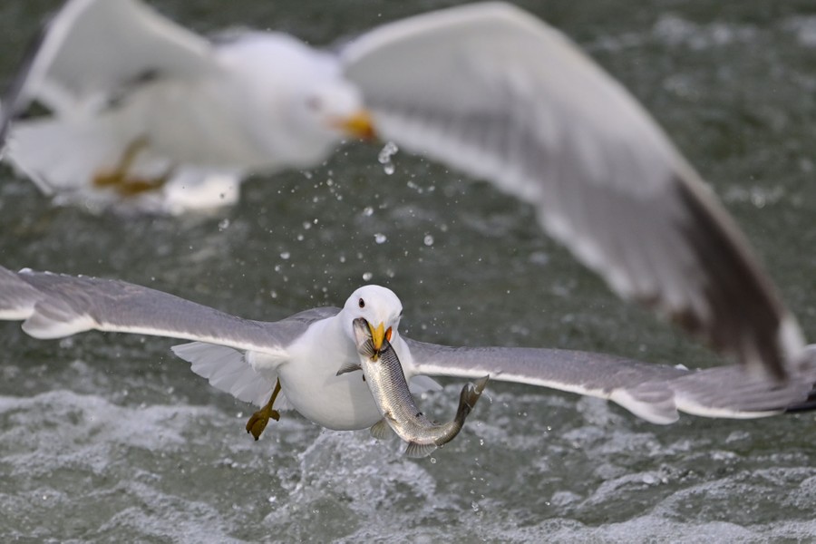A seagull flies near a stream's surface, carrying a small fish in its beak.