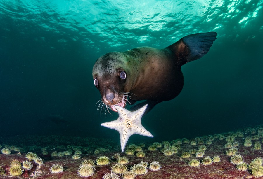 A young sea lion swims toward the photographer with a starfish in its mouth.
